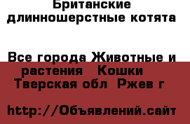 Британские длинношерстные котята - Все города Животные и растения » Кошки   . Тверская обл.,Ржев г.